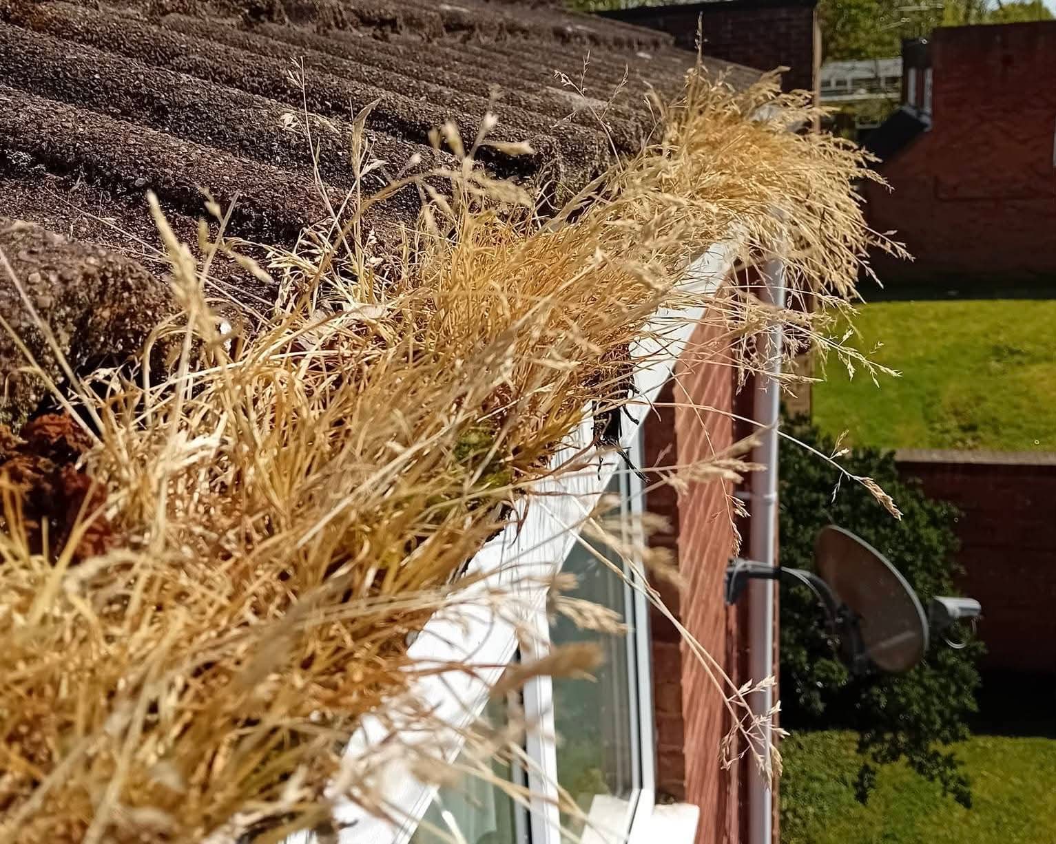 Blocked residential gutter overgrown with dry grass before emptying